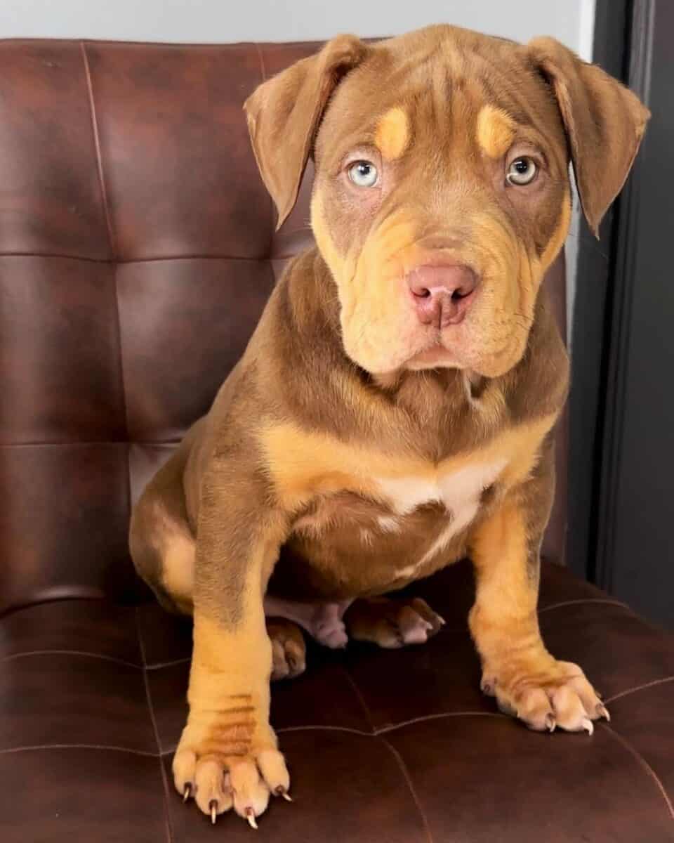 Choco and tan American Bully XL puppy
