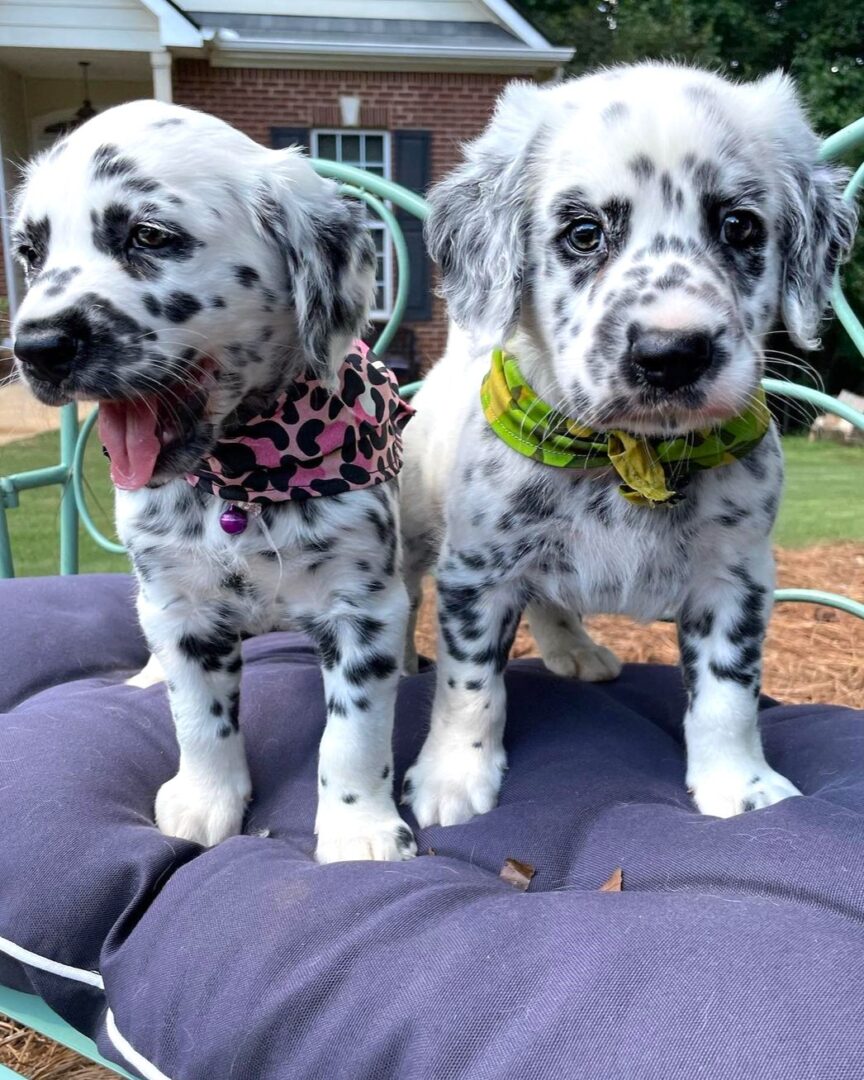 Long Haired Dalmatian Breed Info, Grooming & More