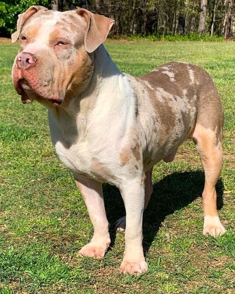 Merle American Bully XL standing on grass