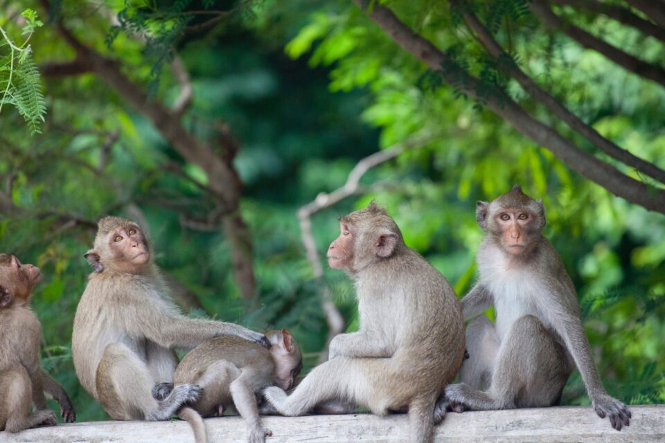 Buying a Pet Monkey How Much Does a Baby Monkey Cost?