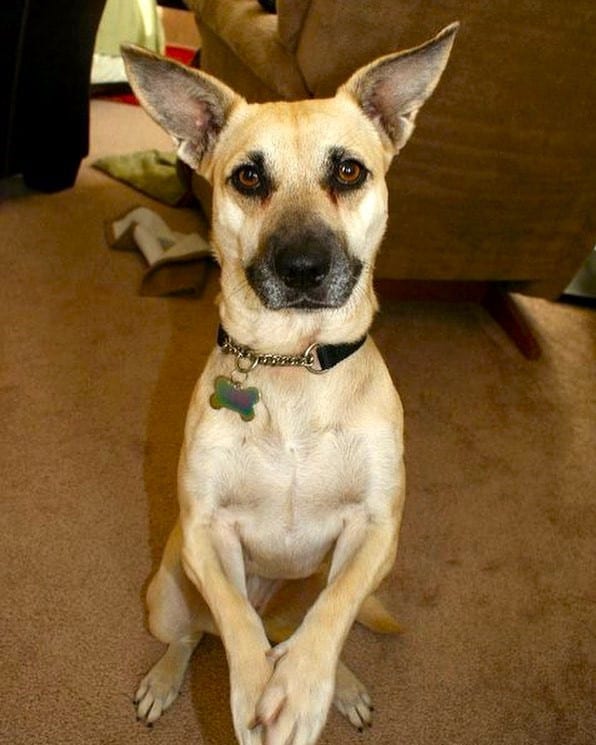 Great Dane Chihuahua mix inside the house