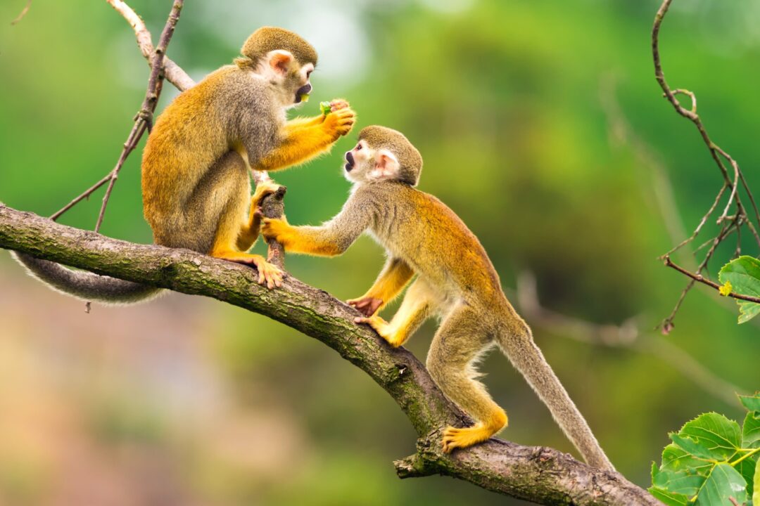 Buying a Pet Monkey How Much Does a Baby Monkey Cost?