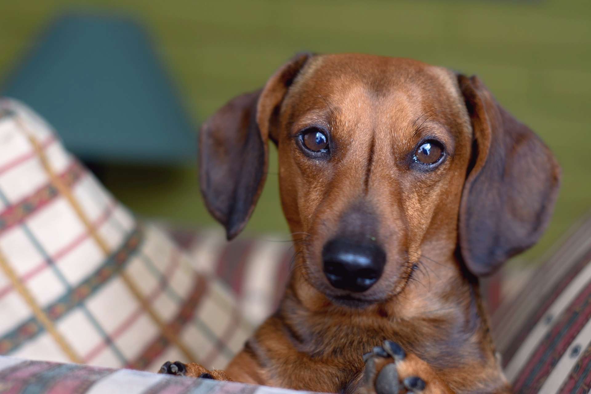 Caring for Your Miniature Dachshund A Complete Guide