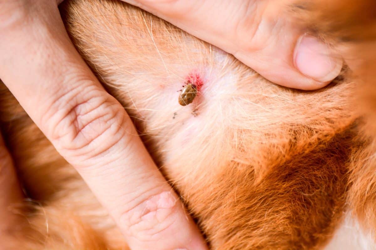 Close up of pests on dogs