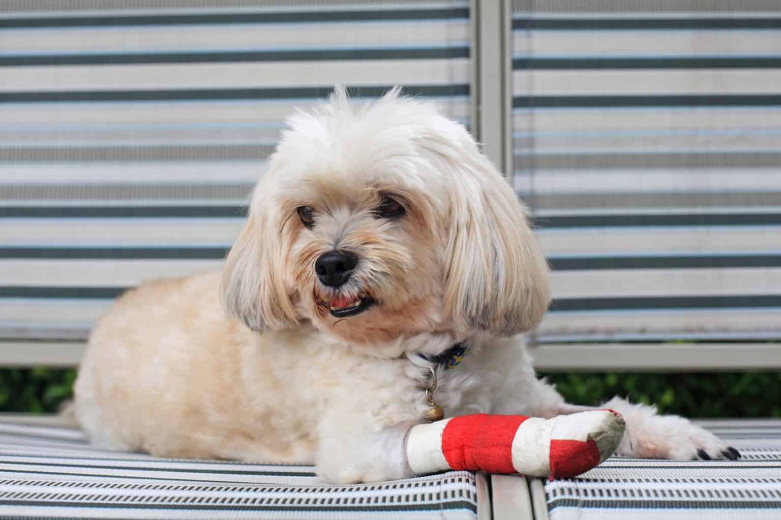 Dog Knuckling Causes, Treatment & Prevention