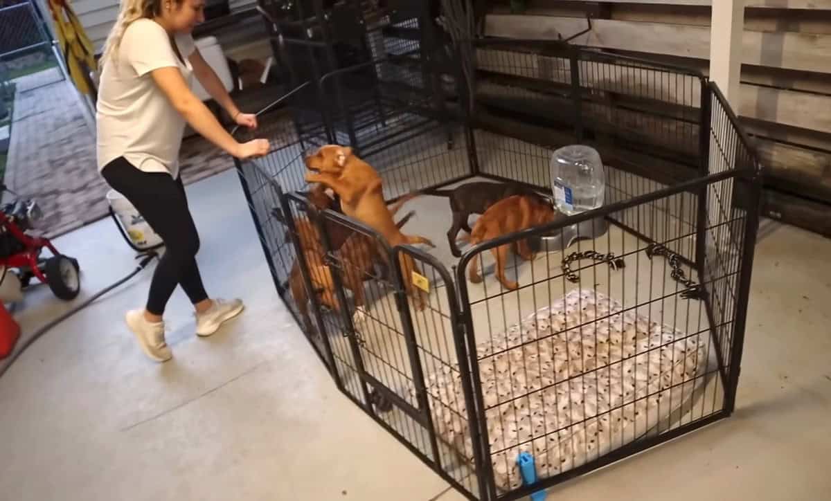 A woman standing near a fenced area with puppies