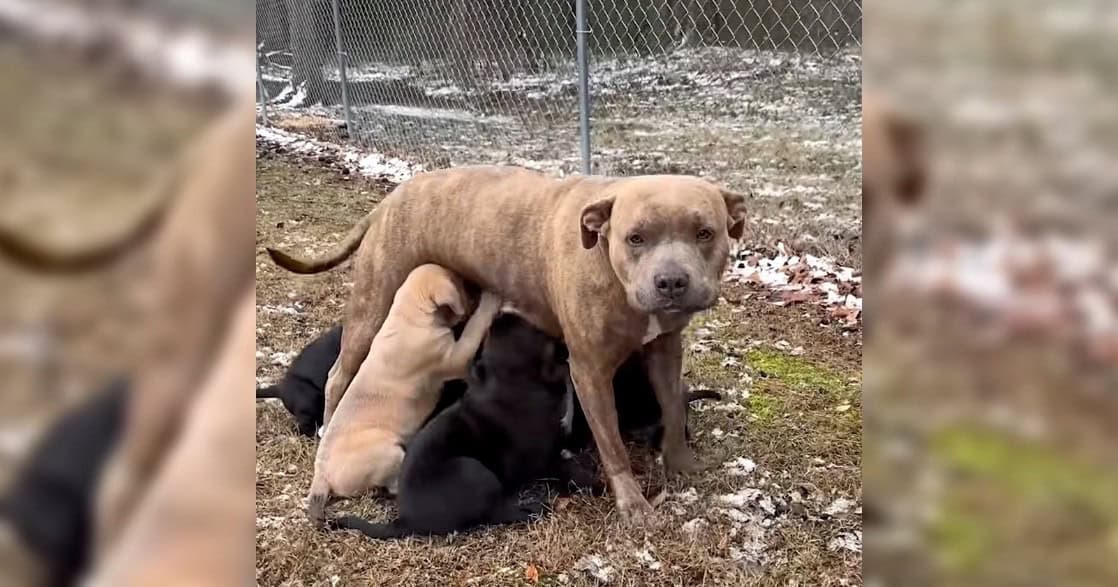 Brave Mama Dog Brings Her 7 Puppies to Stranger's Doorstep to Save ...