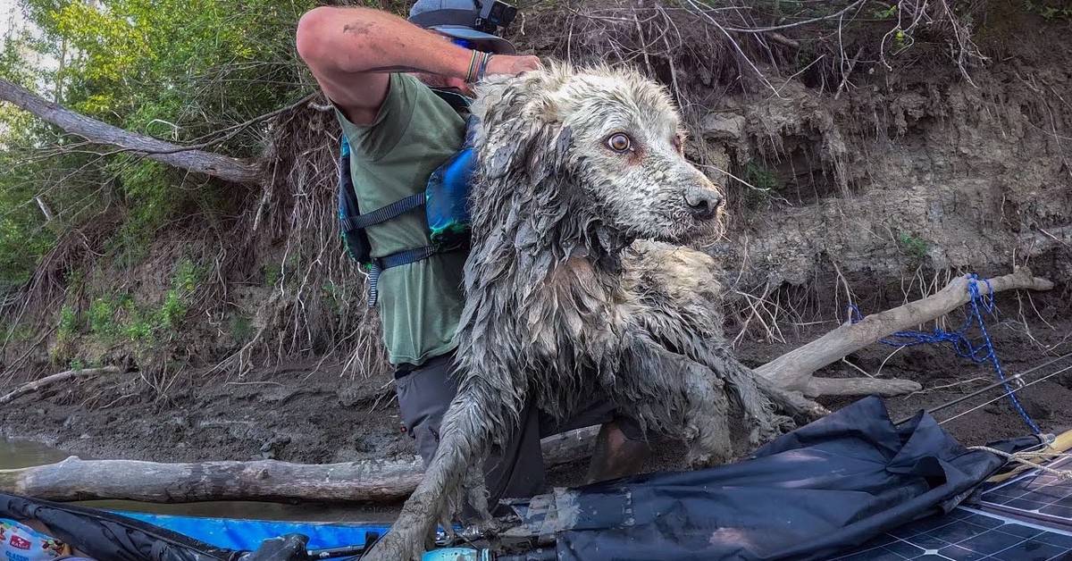 14-Year-Old Dog Trapped in Mud for Days Saved by Canoeist After ...
