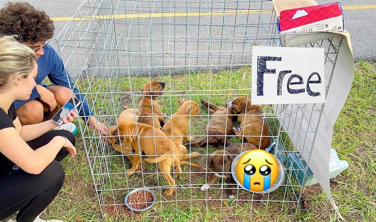 Puppies in a cage with a Free sign