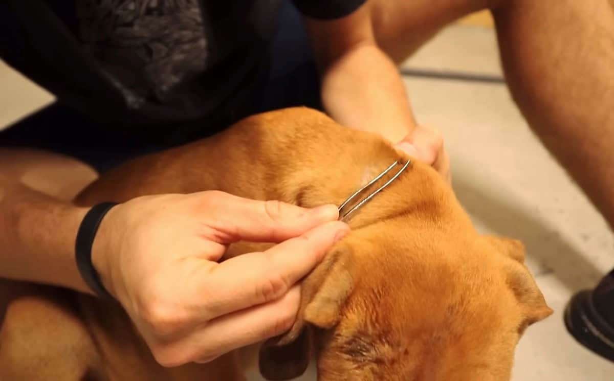 Removing flea from the puppy