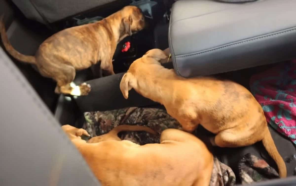 Three puppies inside a car