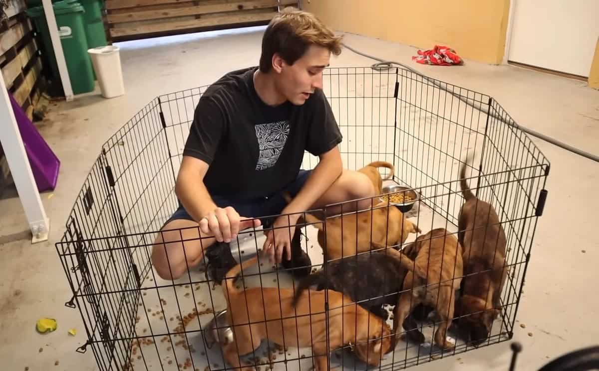 Youtuber sitting inside a fenced area with puppies eating
